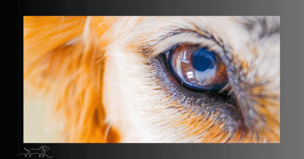 Alter Hund Auge Augen-und Ohrenprobleme