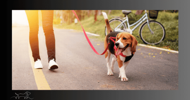 Hund geht spazieren mit eingeschränkter Beweglichkeit