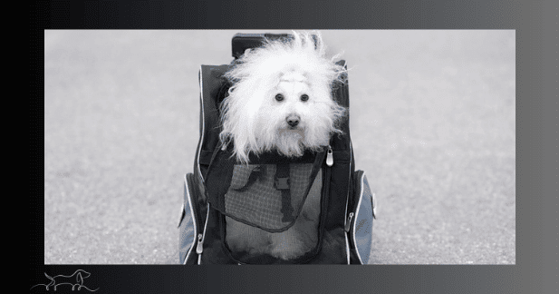 Alter Hund in Tasche Produkte, Hilfsmittel und Maßnahmen zur Unterstützung