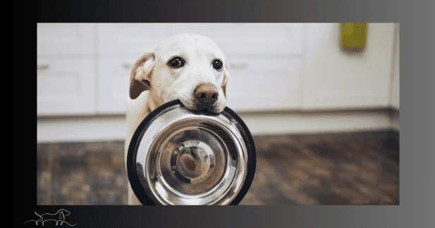 Alter Hund mit Napf im Maul Veränderungen im Appetit