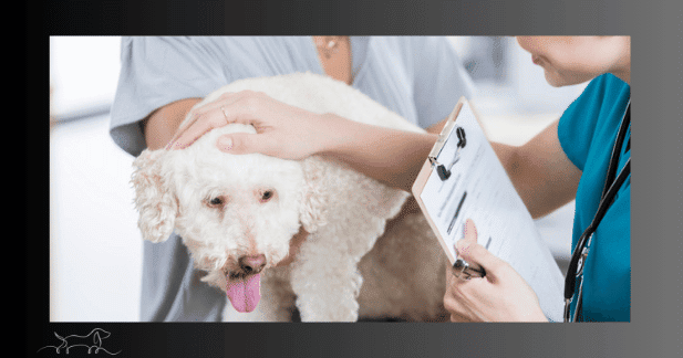 Alter Hund regelmäßige tierärztliche Untersuchungen