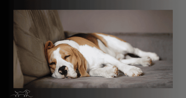 Hund verändertes Schlafverhalten