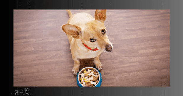 Hund vor Futternapf Gewichtsveränderungen