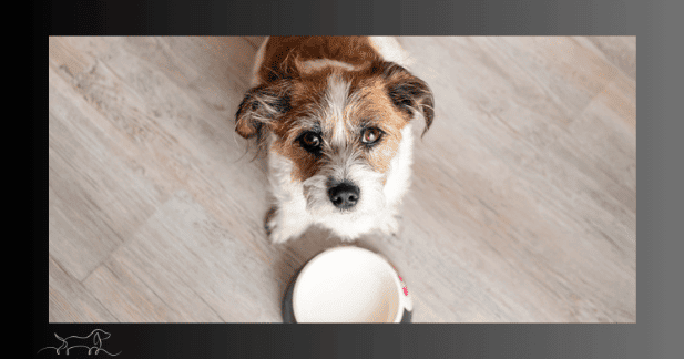 Hund vor Futternapf Gewichtsveränderung